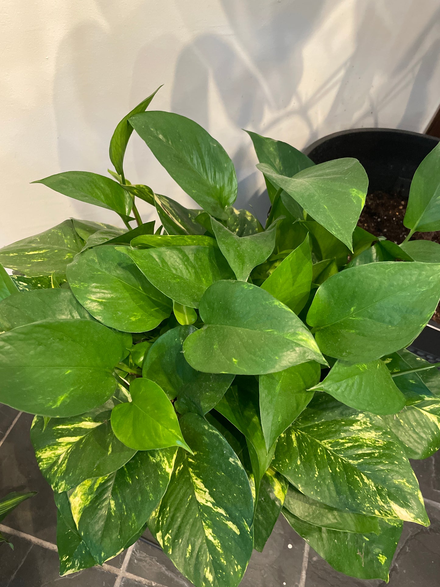 Pothos Golden