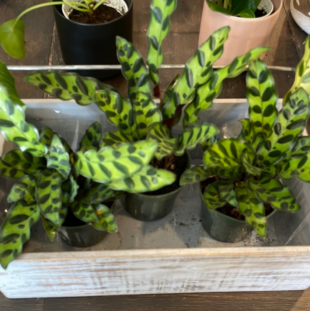 Calathea Lancifolia