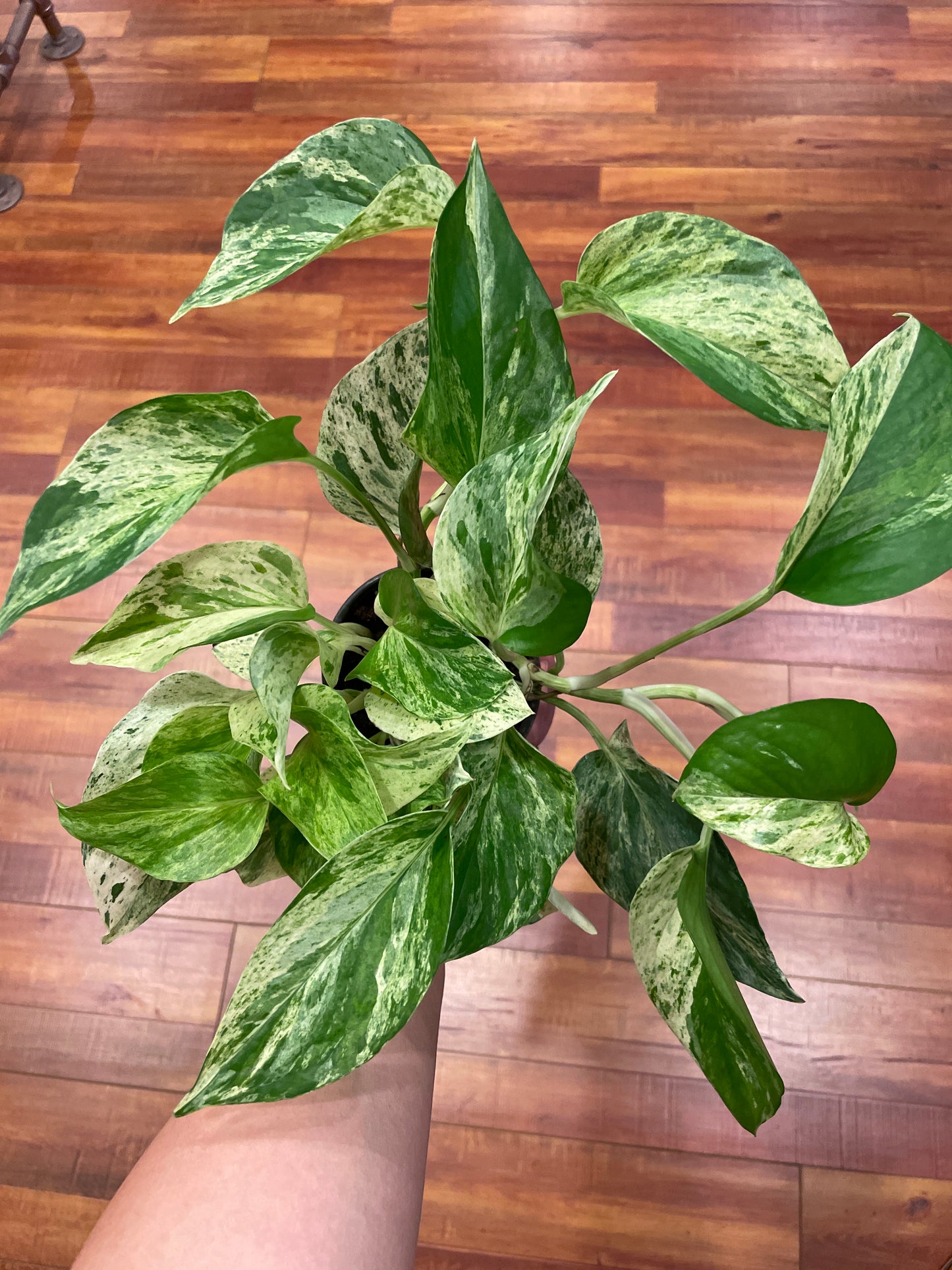 Pothos Marble Queen