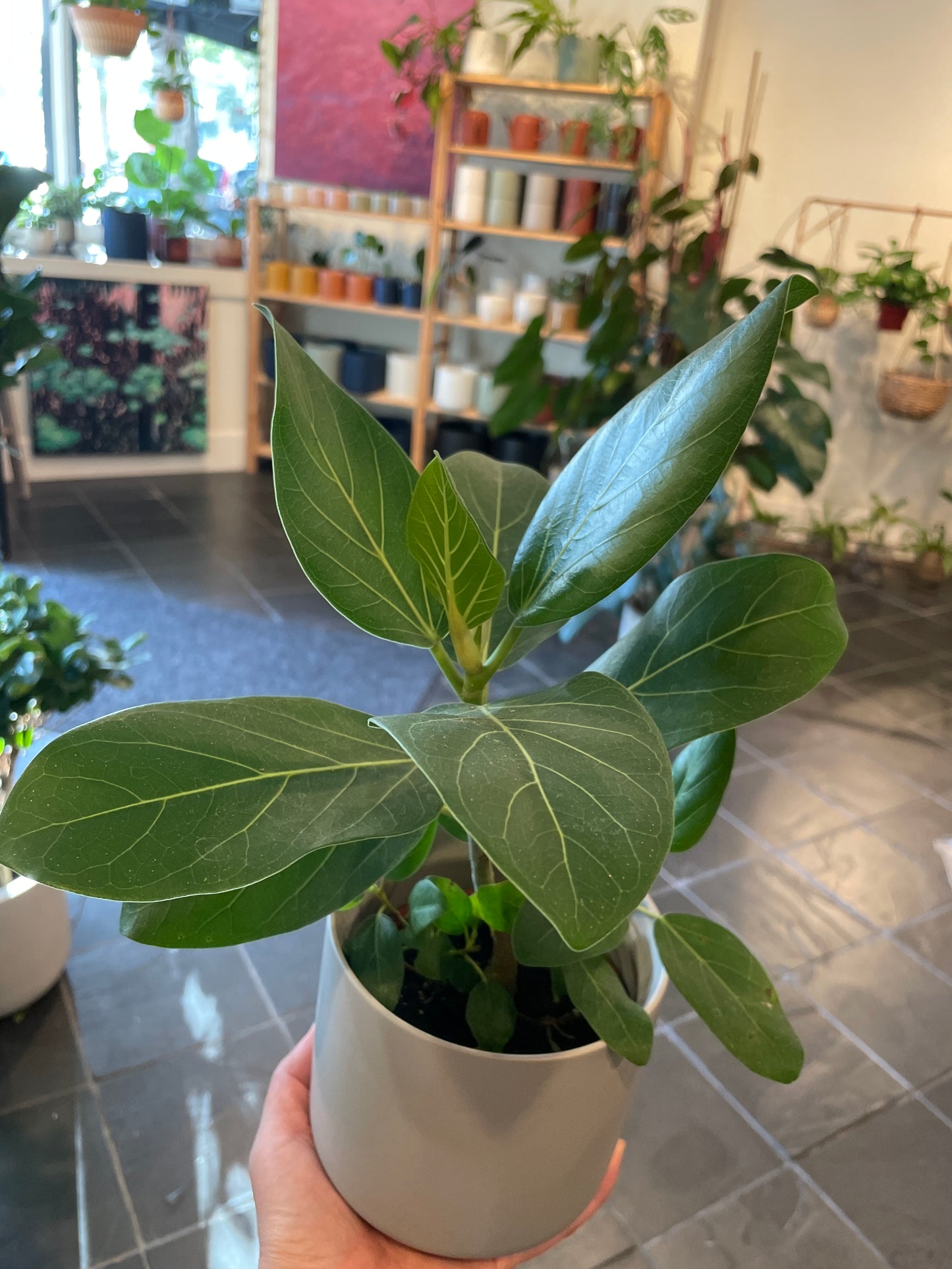 Ficus Audrey