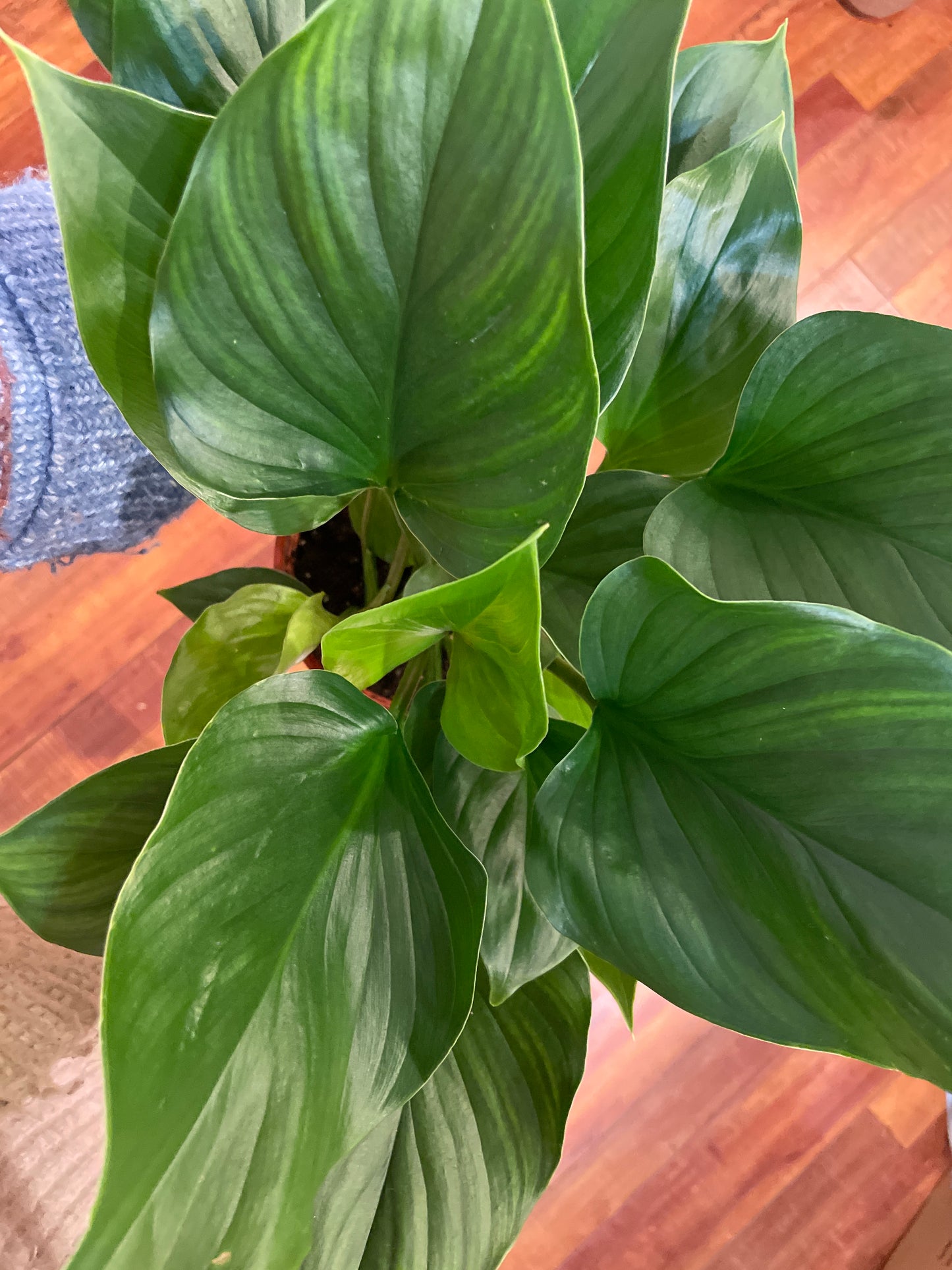 Homalomena