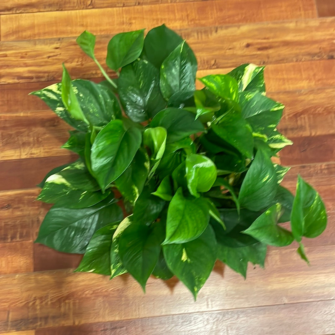 Pothos Golden Premium