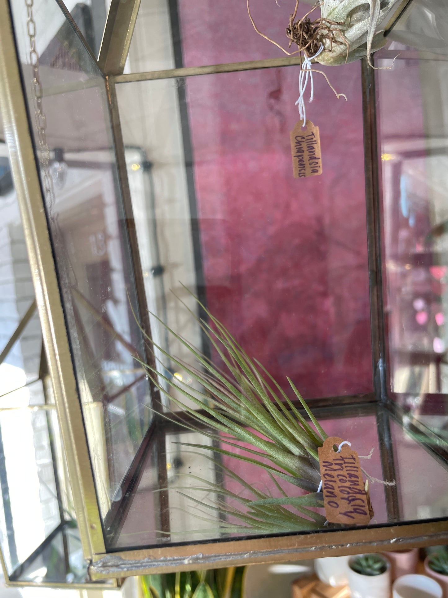 Tillandsia Tricolor Y Melano (Air Plant)