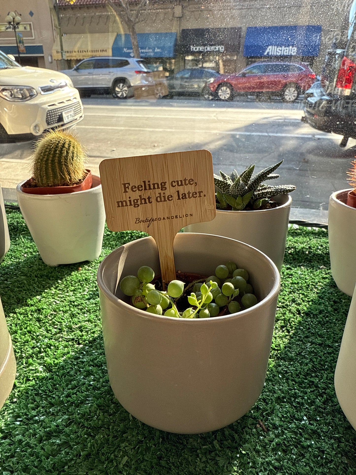 Assorted Pun Plant Markers
