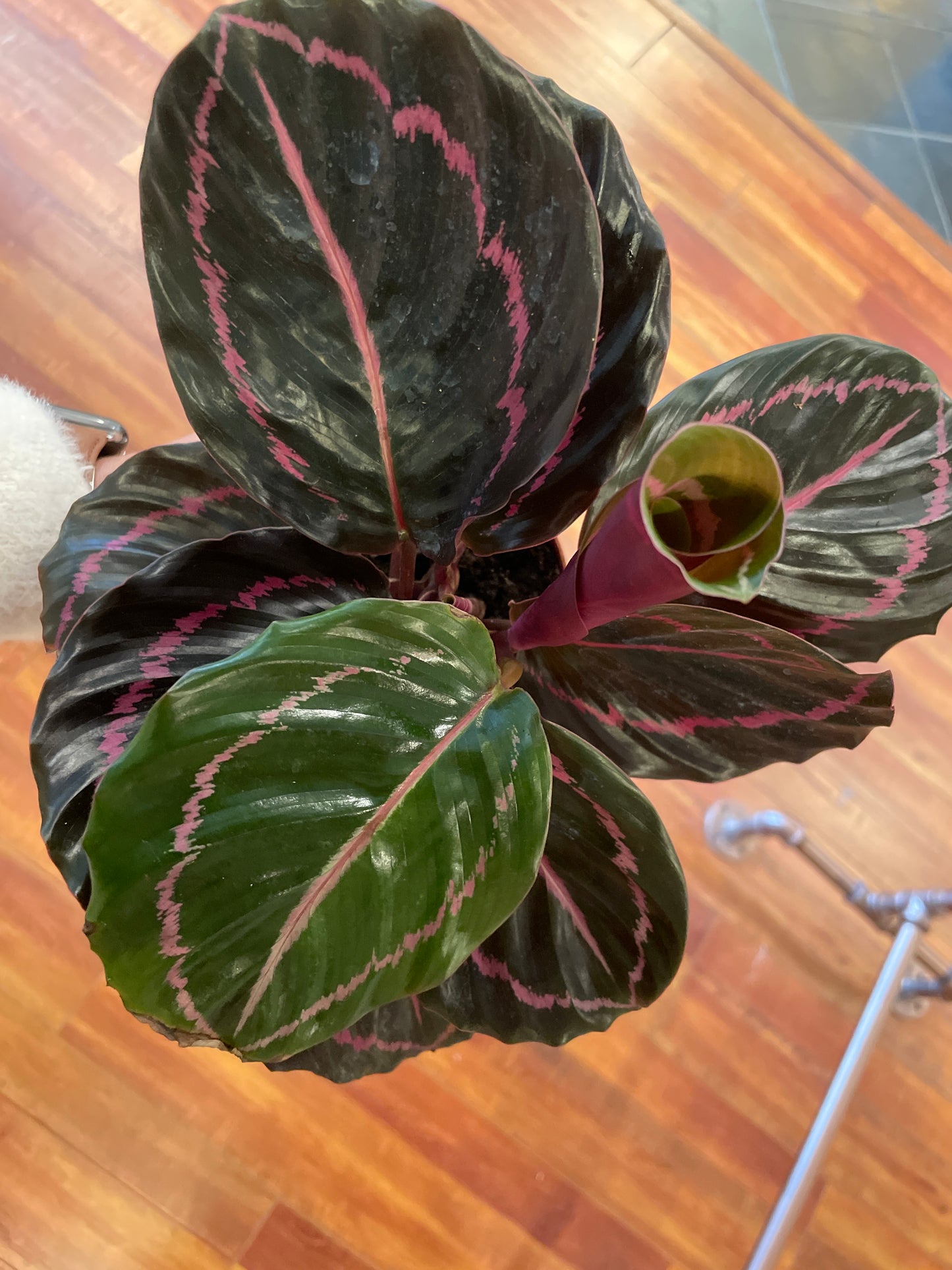 Calathea Dottie