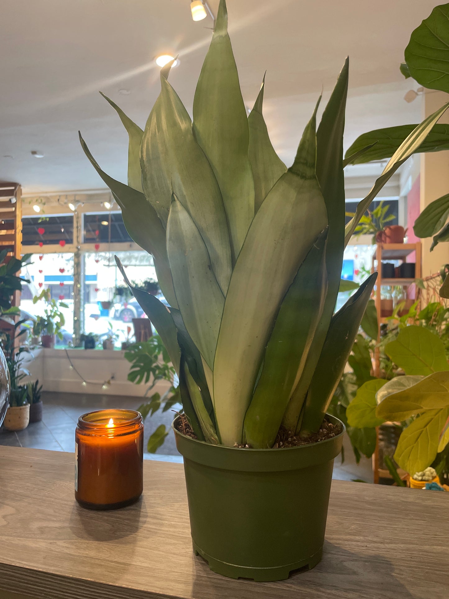 Sansevieria Moonshine