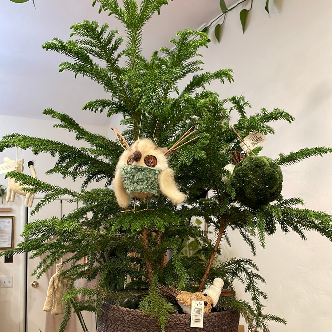 Norfolk Pine