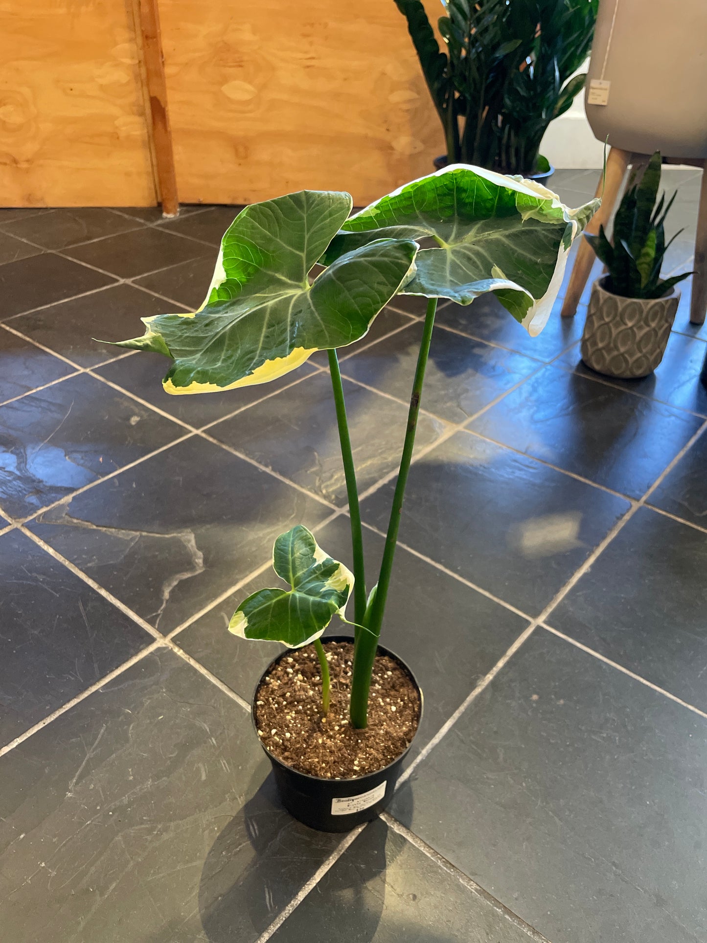 Alocasia Mickey Mouse