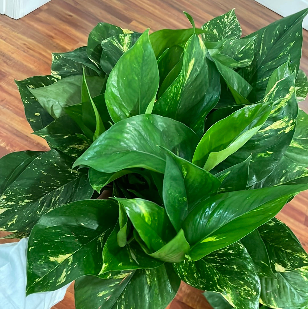 Pothos Golden Premium