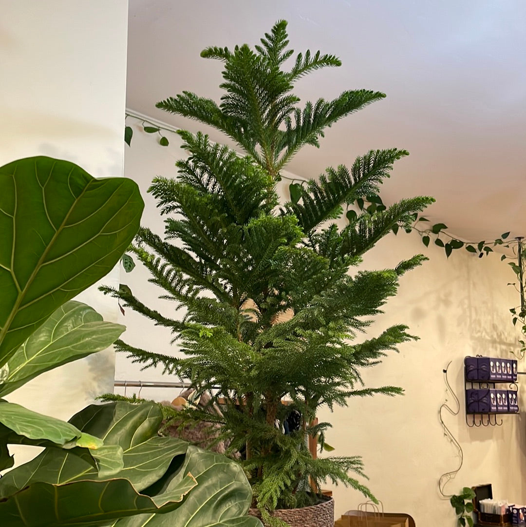 Norfolk Pine