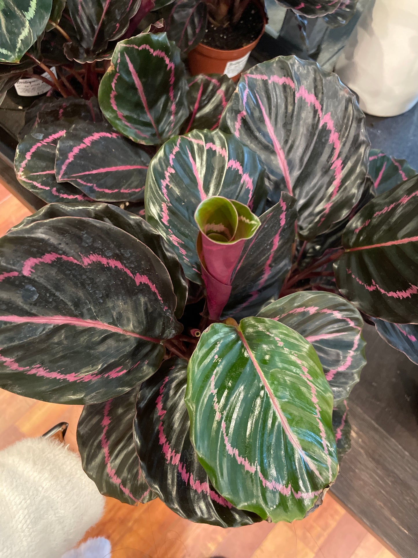 Calathea Dottie