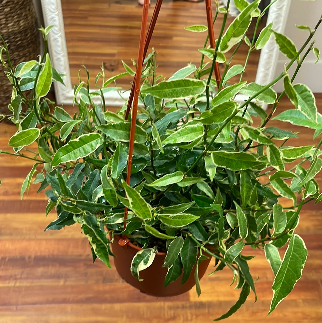 Ficus Radicans Variegated