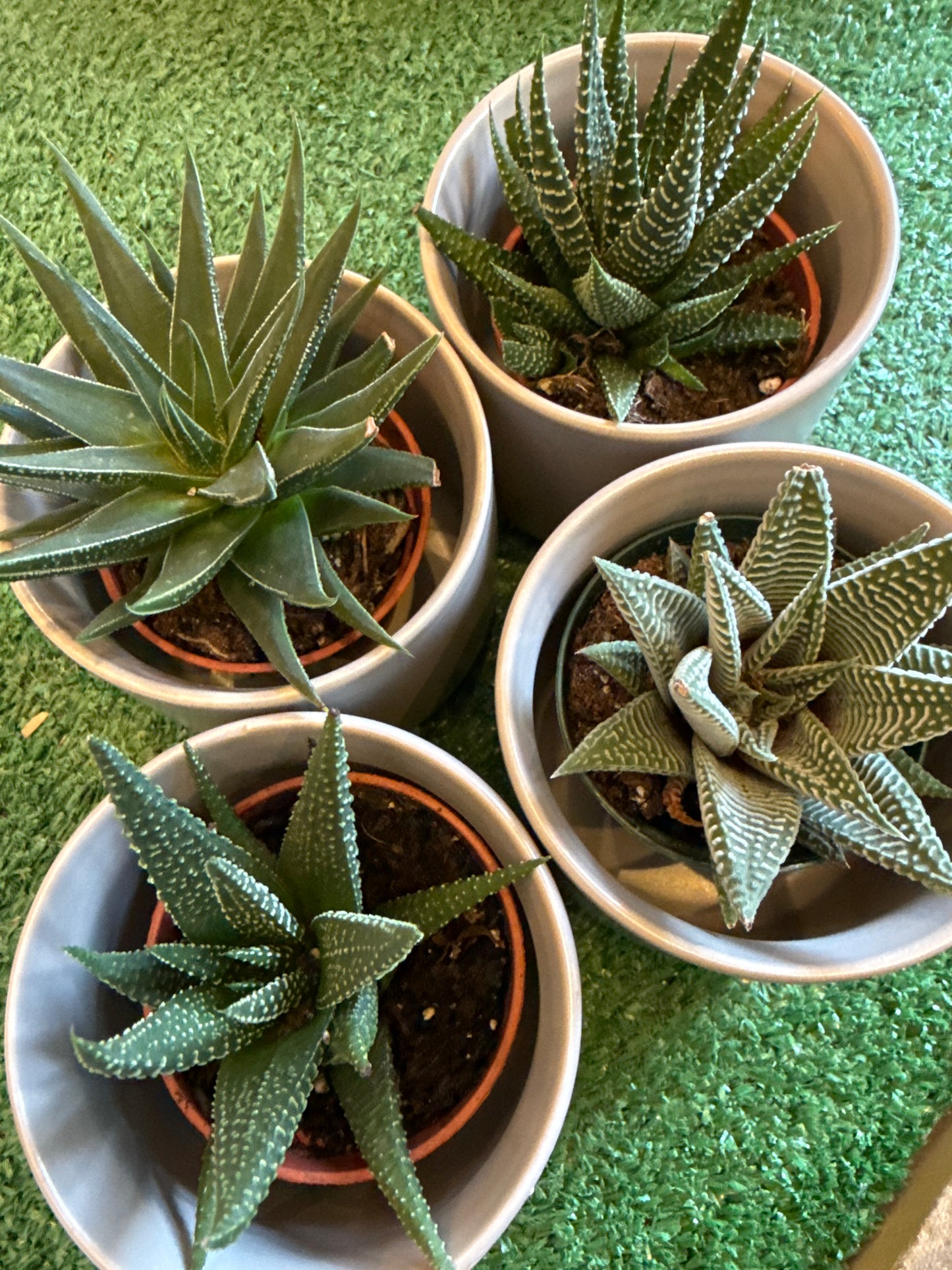 Haworthia Assorted