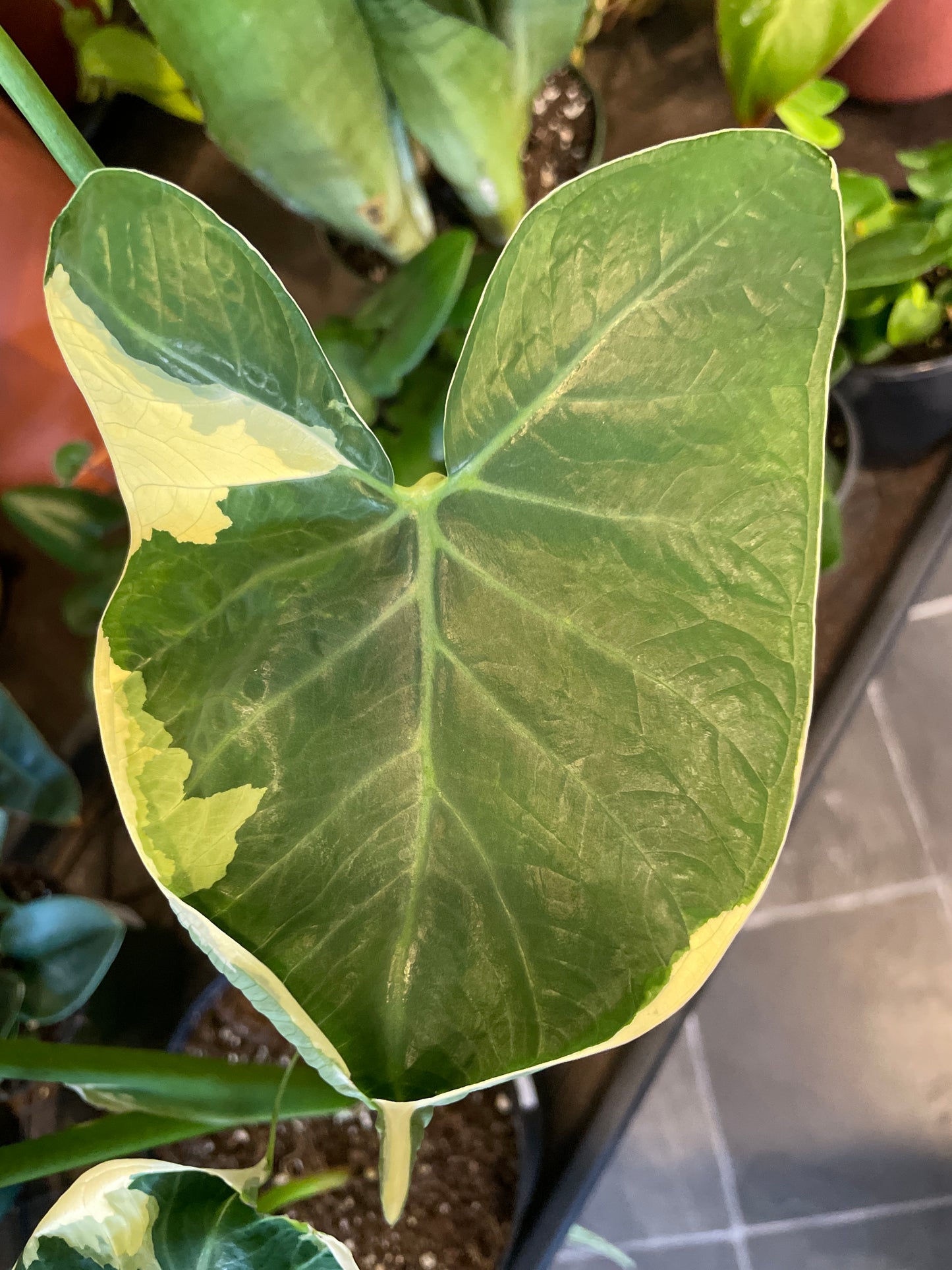 Alocasia Mickey Mouse