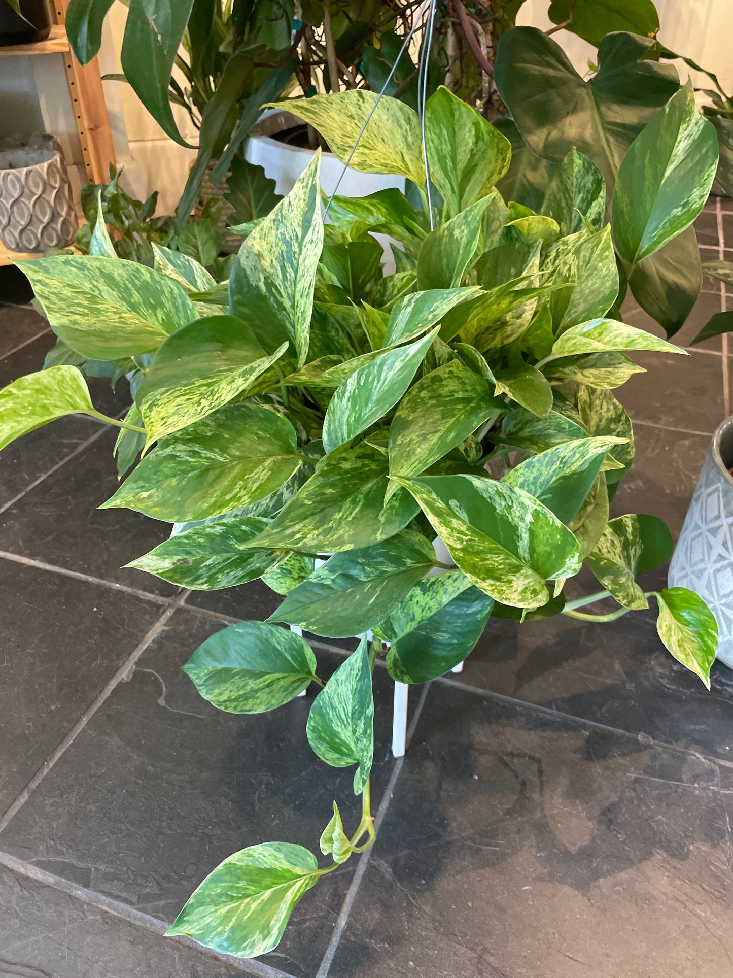 Pothos Marble Queen