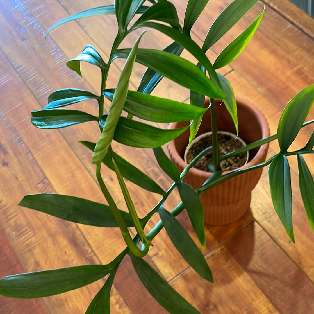 Monstera Subpinnata