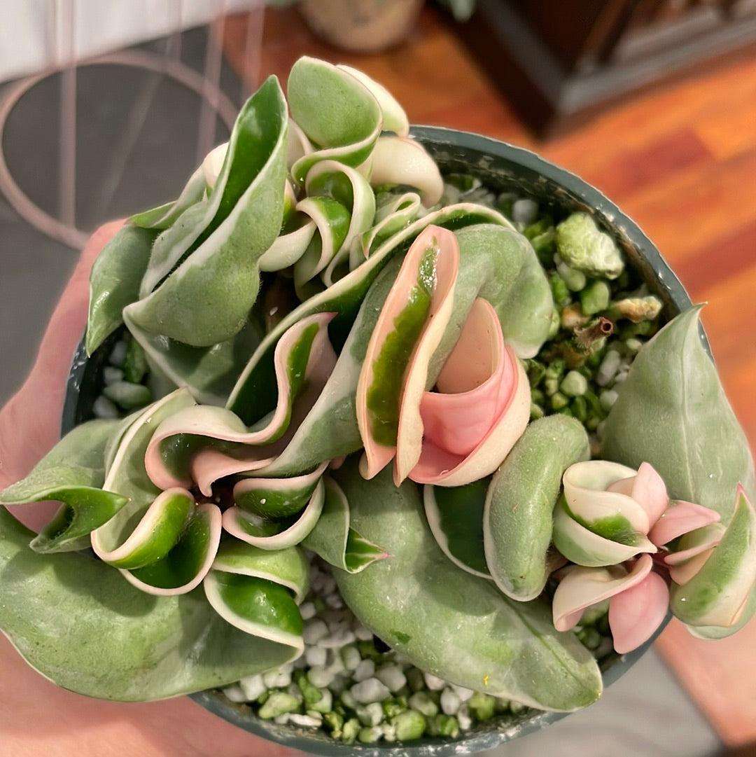 Hoya Hindu Rope Variegated