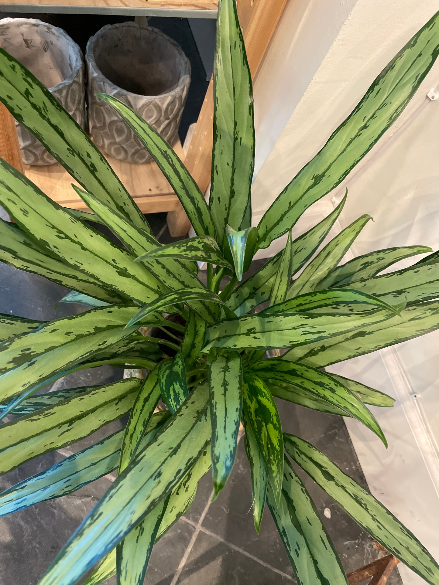 Aglaonema Cutlass
