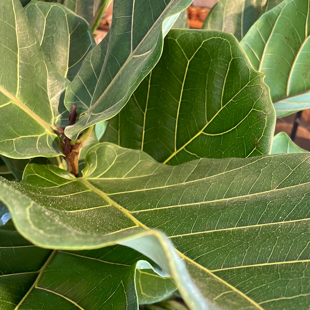 Ficus Lyrata