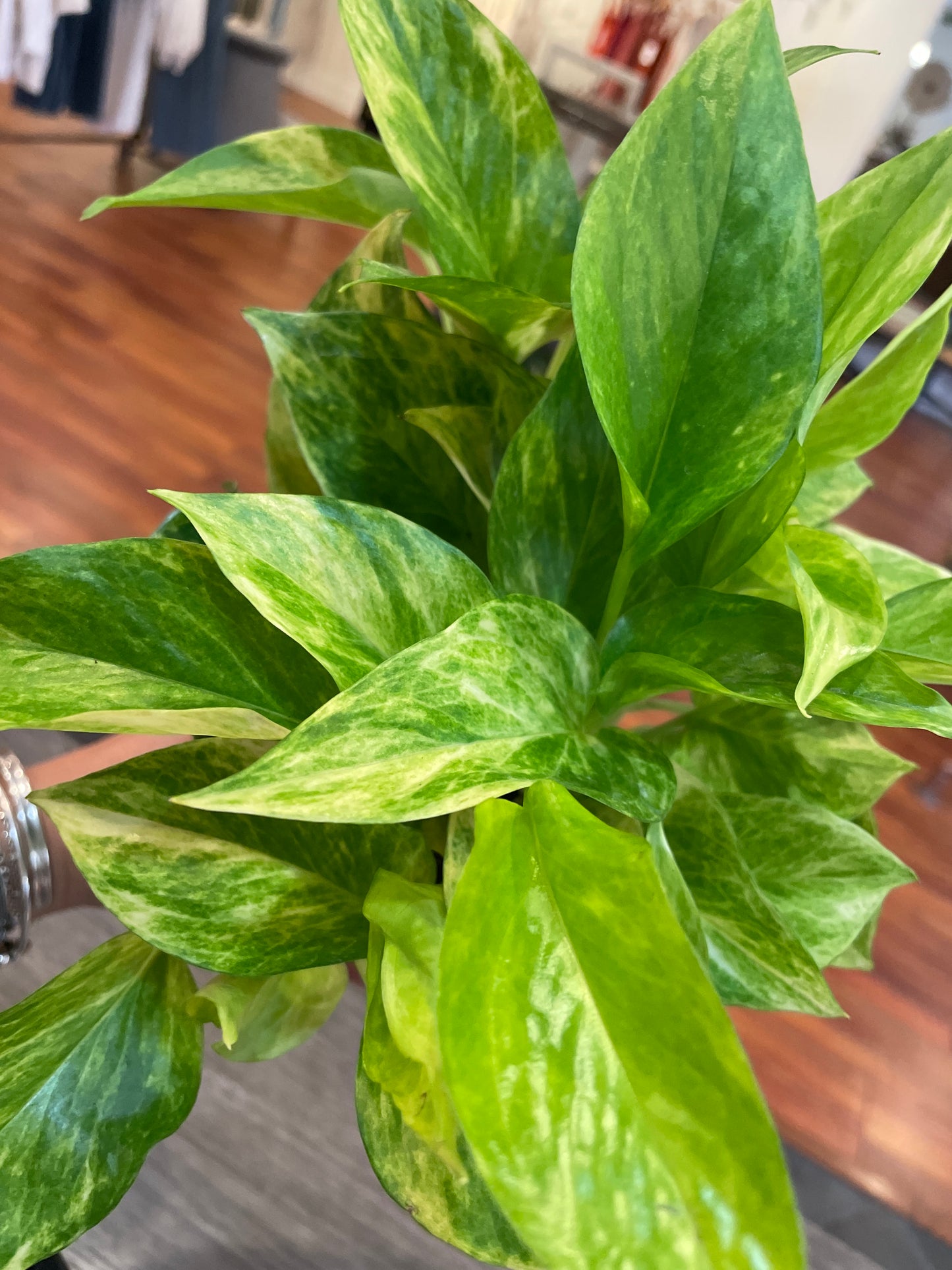 Pothos Neon Queen