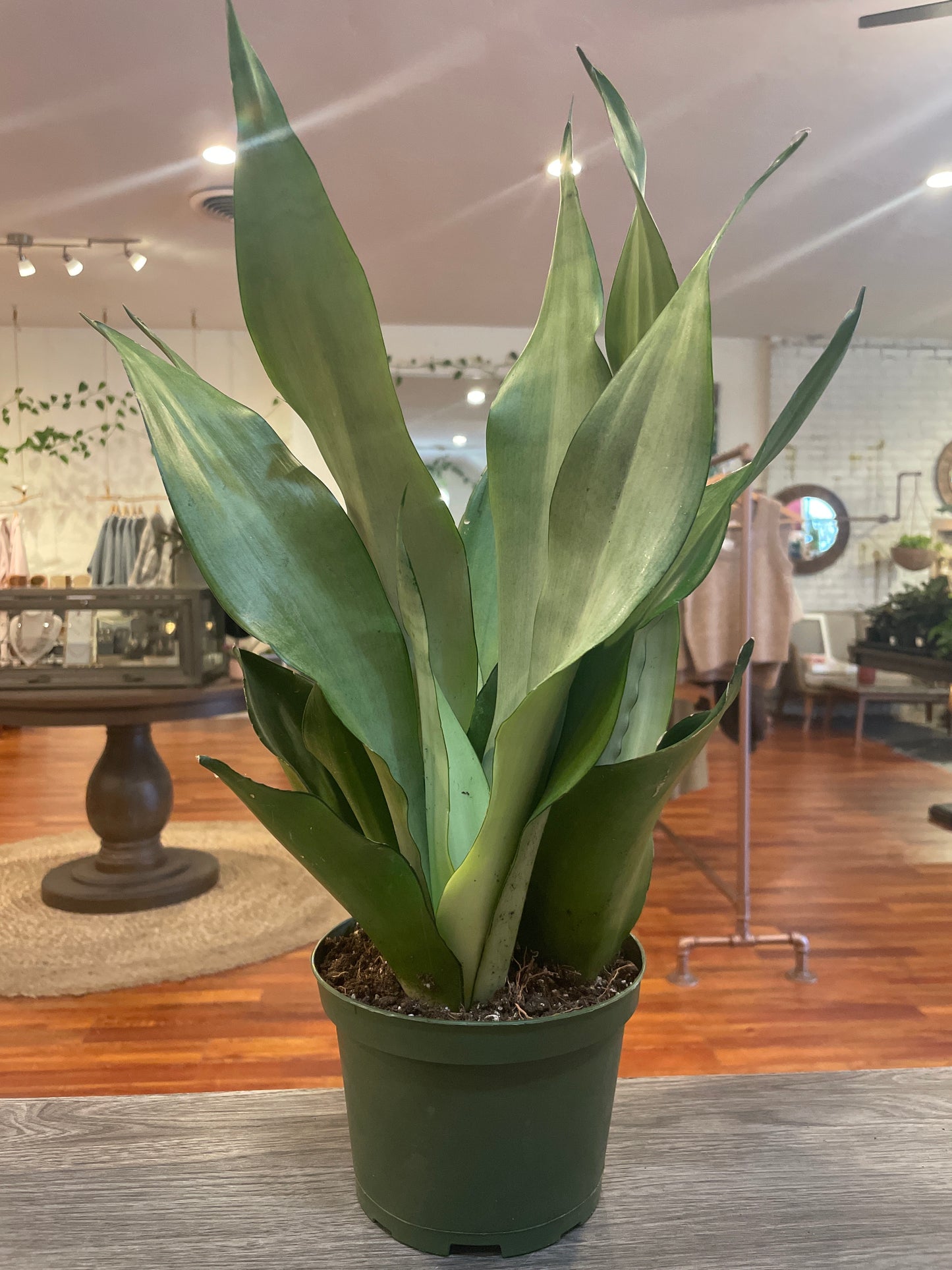 Sansevieria Moonshine