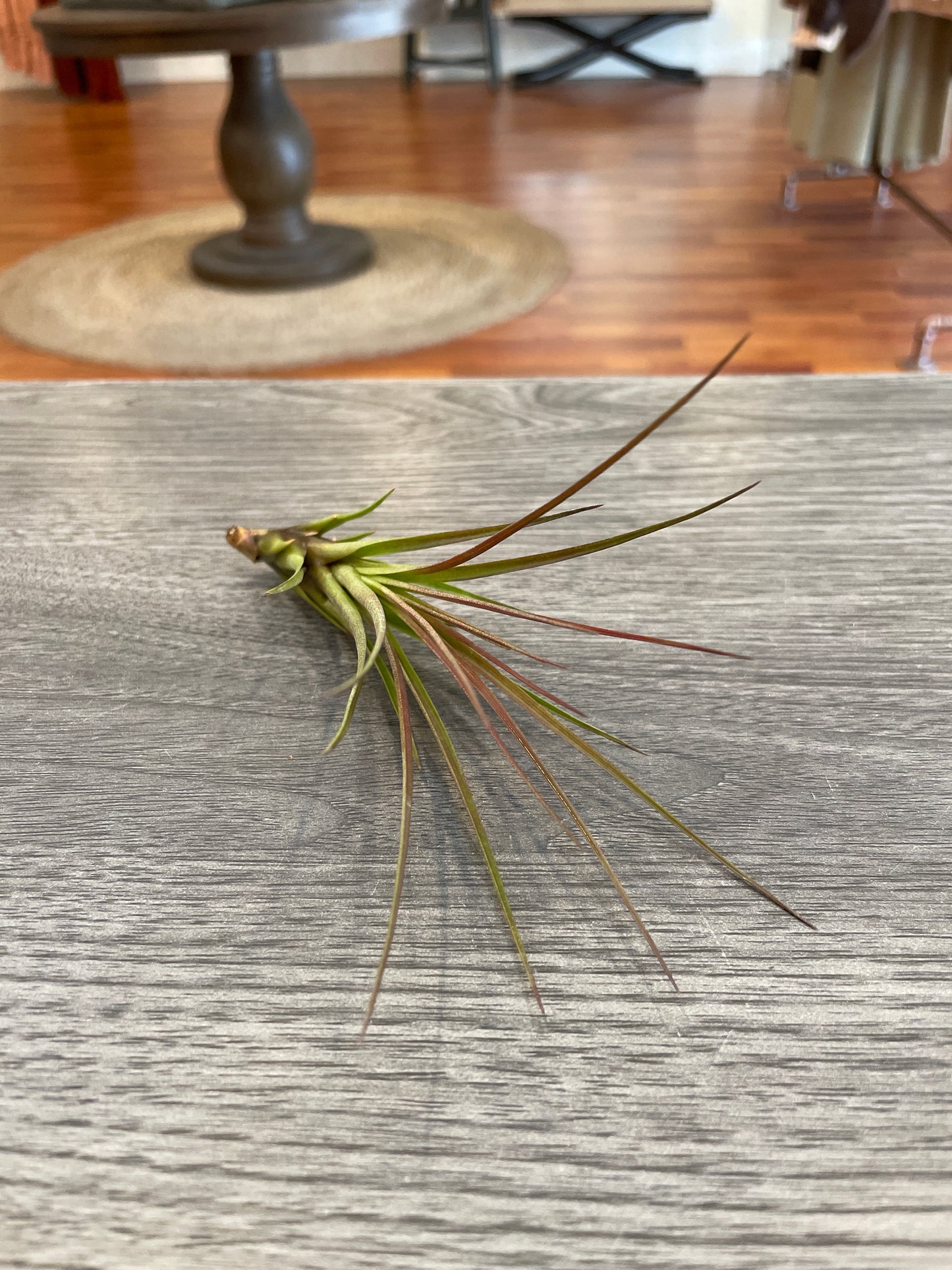 Tillandsia Tricolor Y Melano (Air Plant)