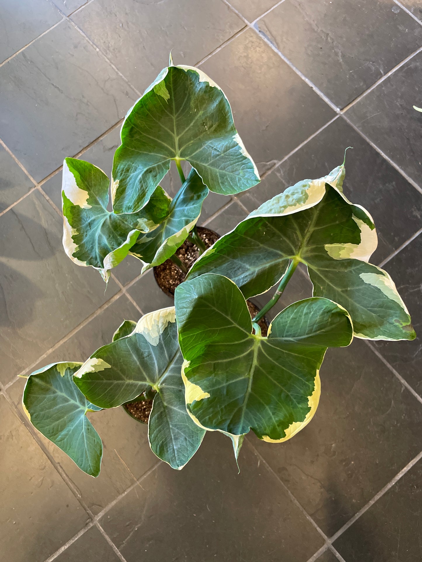 Alocasia Mickey Mouse