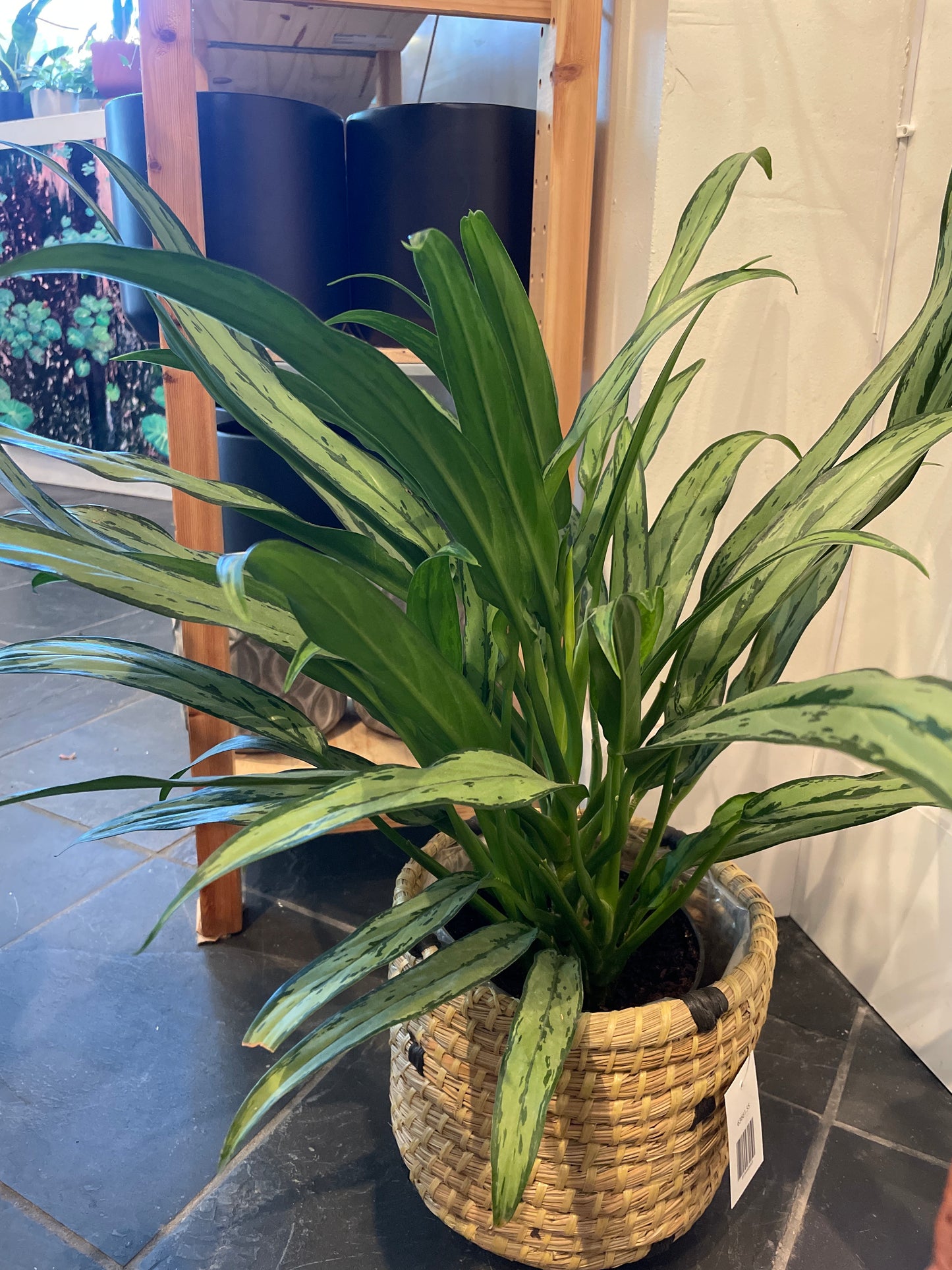 Aglaonema Cutlass