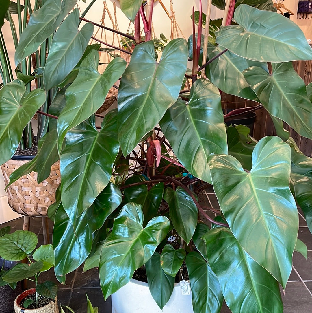 philodendron red emerald light Large - Philodendron