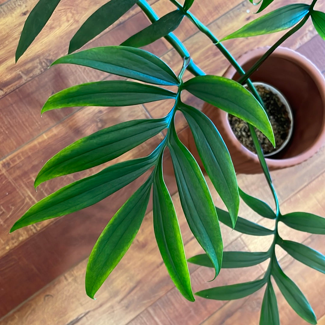 Monstera Subpinnata