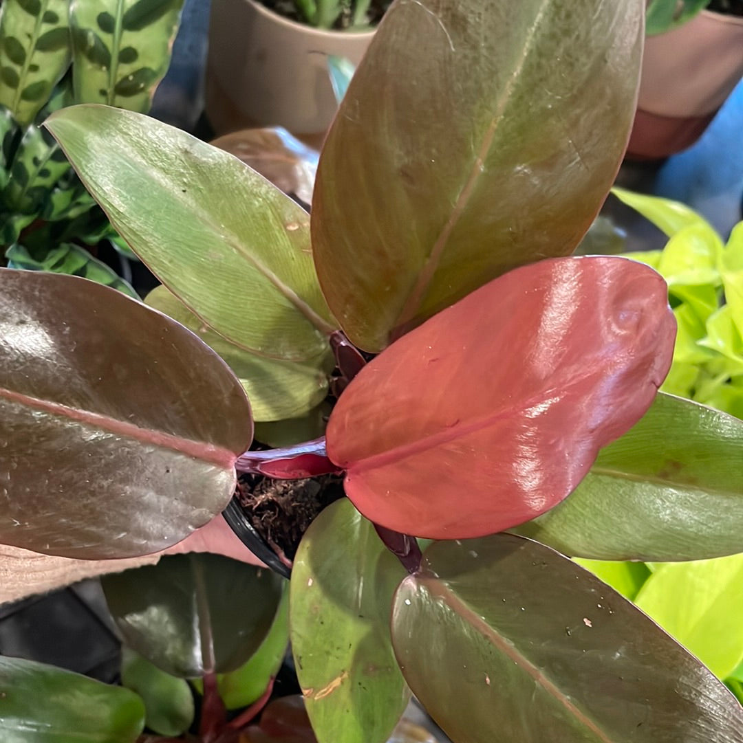 philodendron cherry red price philippines Philodendron Red Cherry