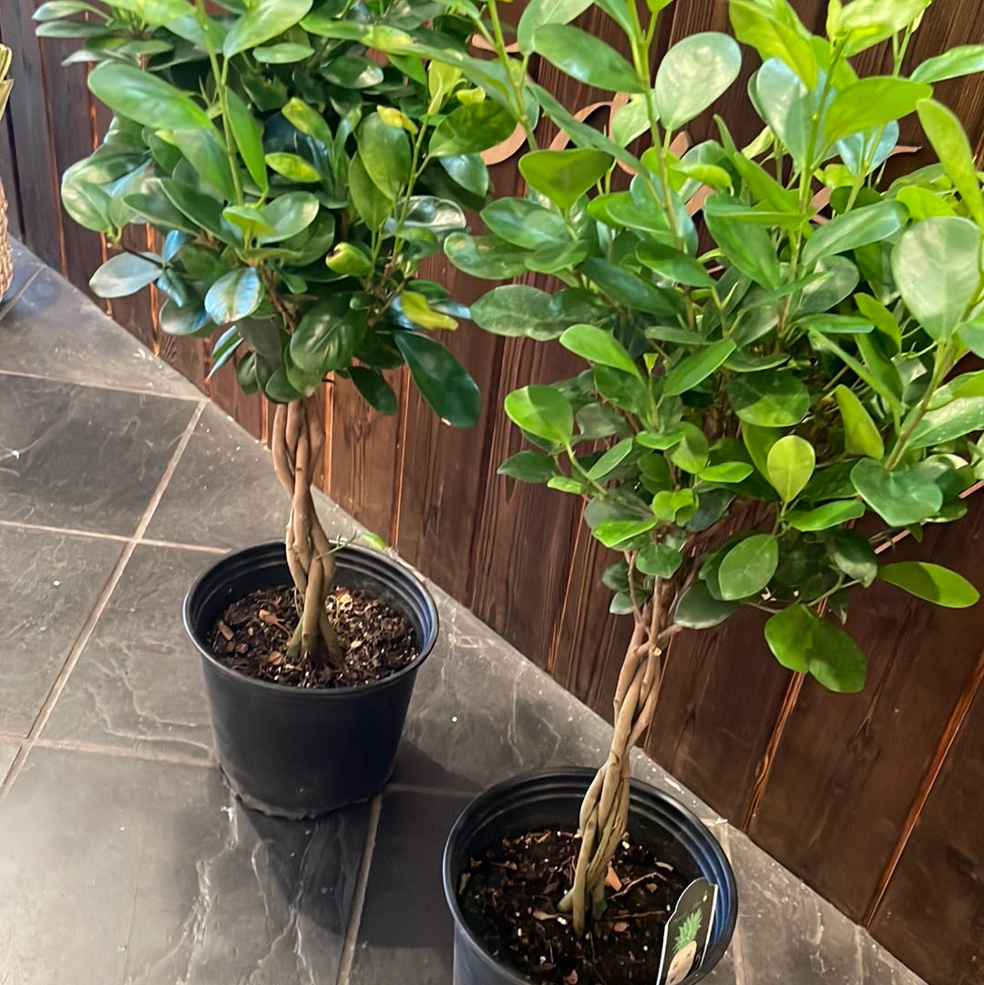 Ficus Moclame Braid