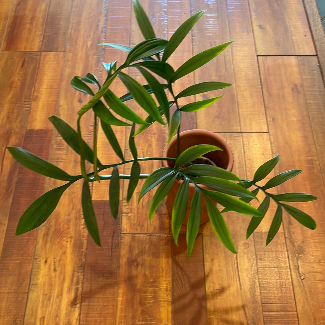 monstera subpinnata Monstera Subpinnata – Boutique Dandelion