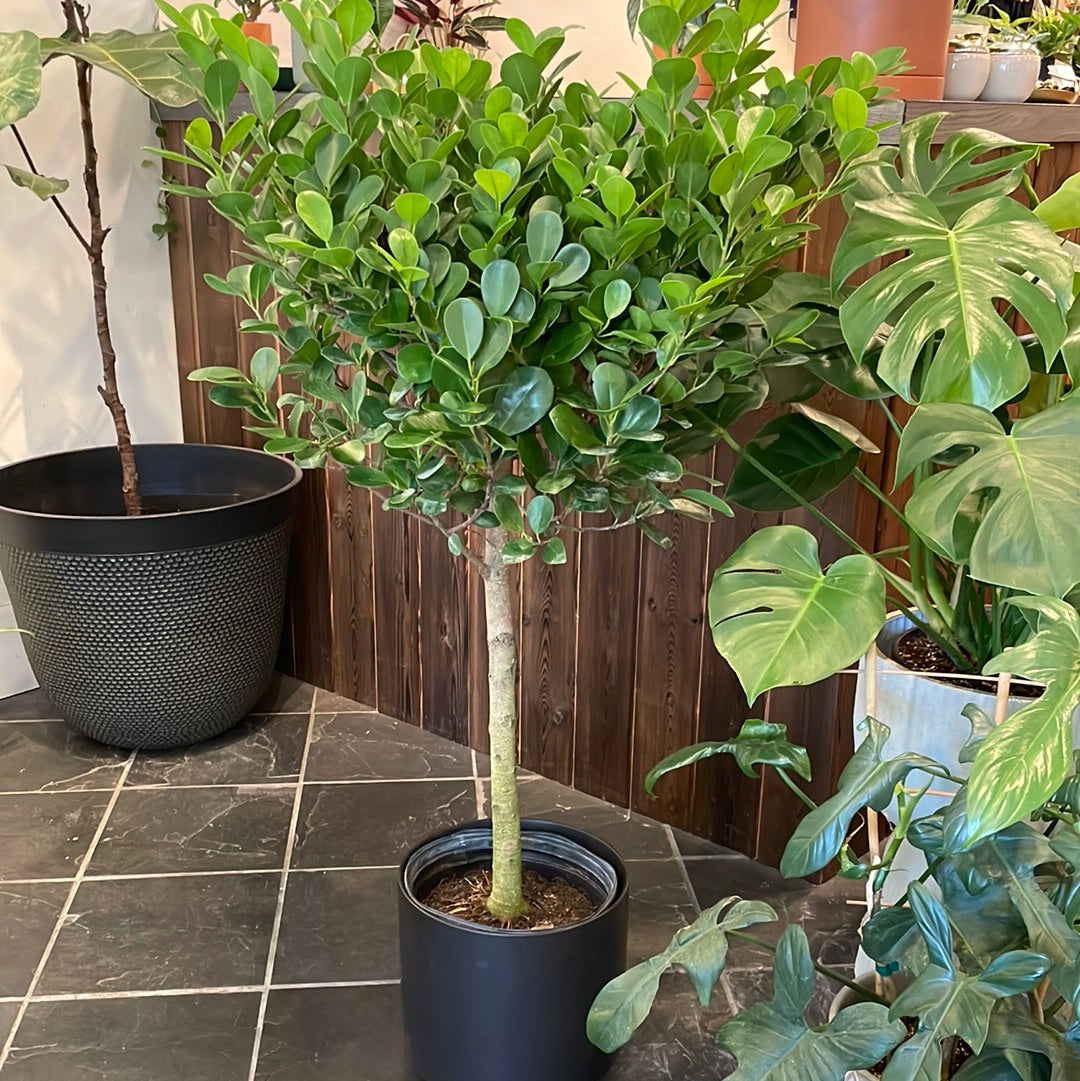 Ficus Moclame