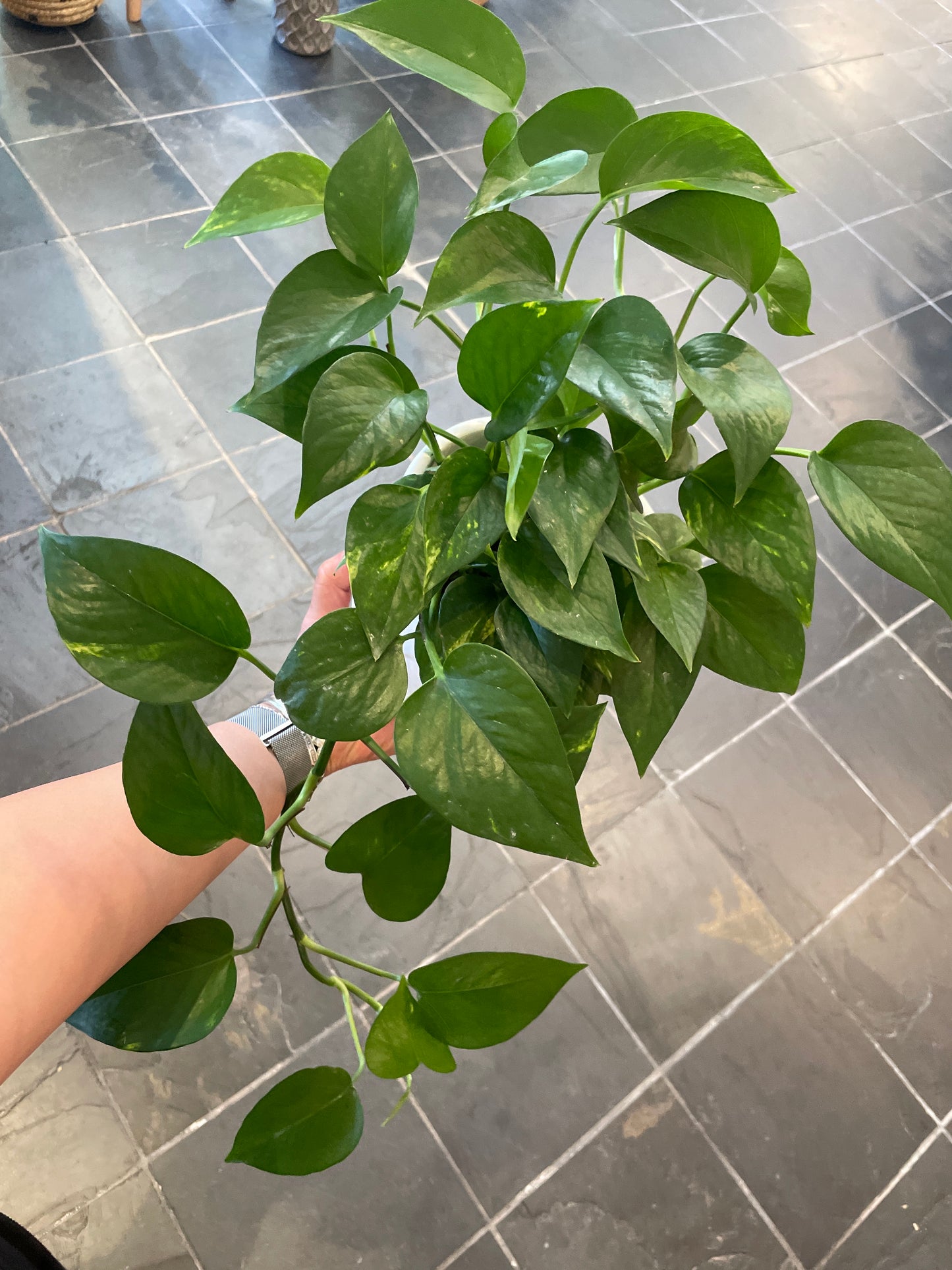 Pothos Golden