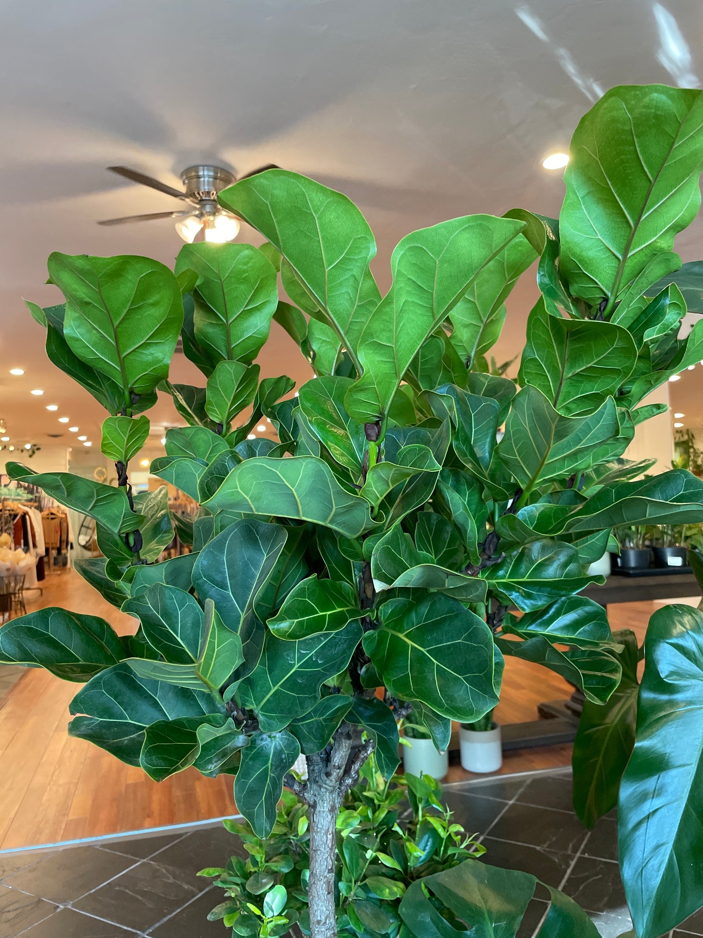 Ficus Little Fiddle