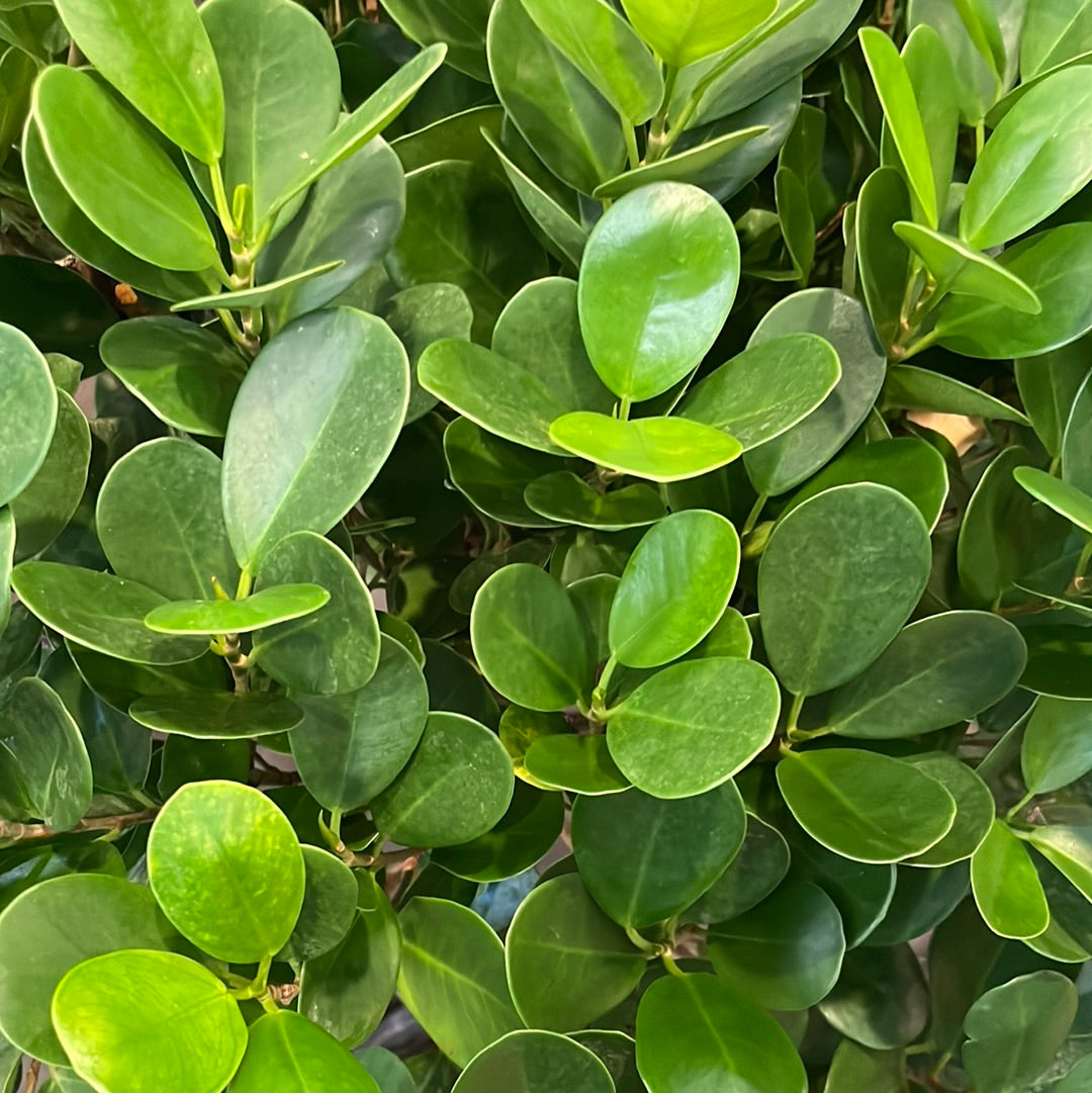 Ficus Moclame