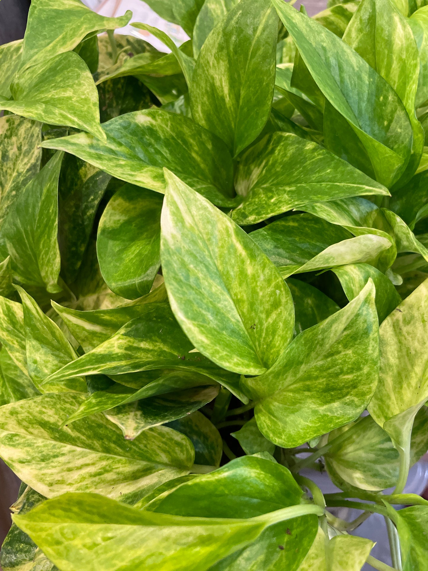 Pothos Neon Queen
