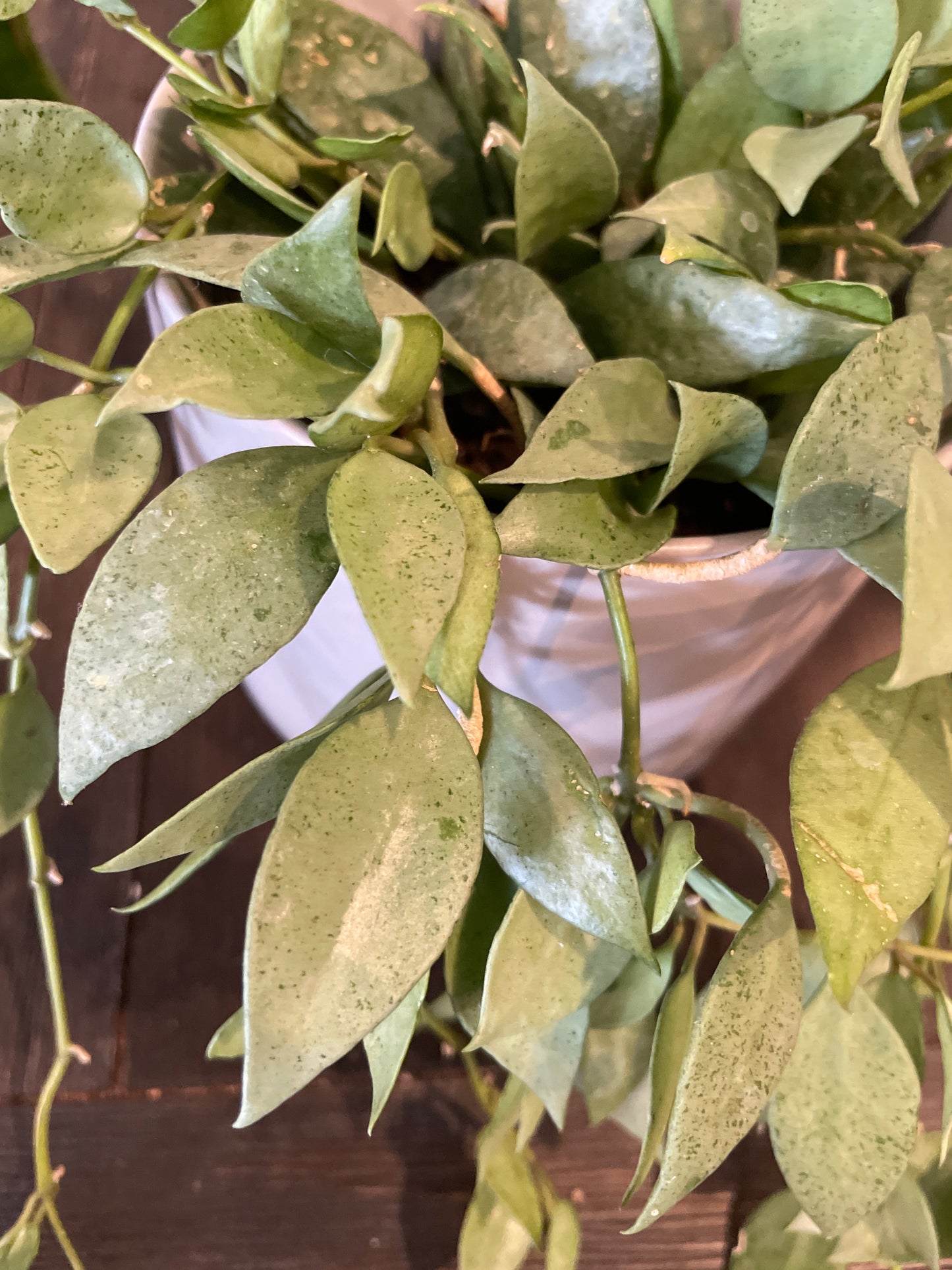 Hoya Lancunosa Mint (Silver Mint Coin)