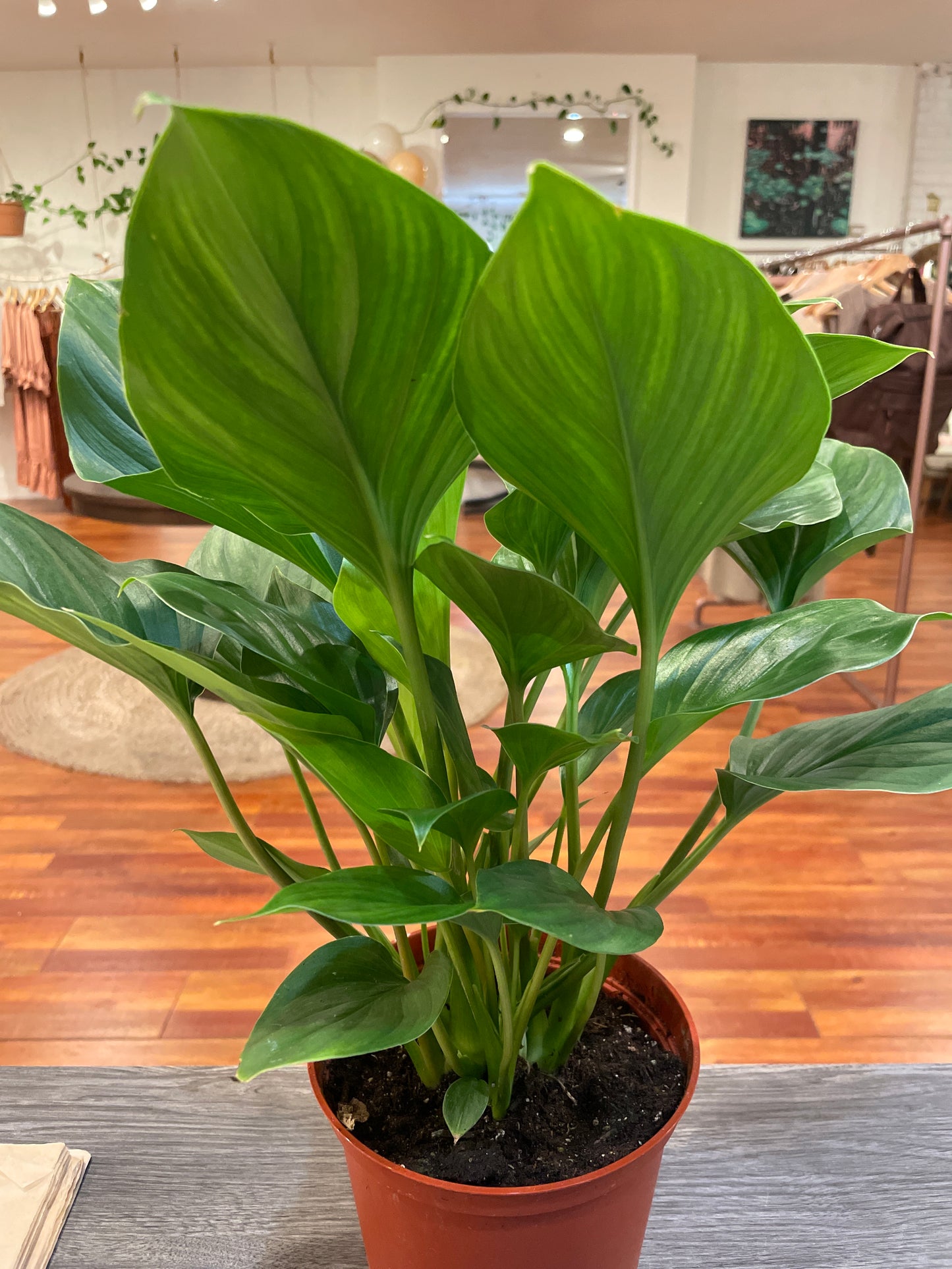Homalomena