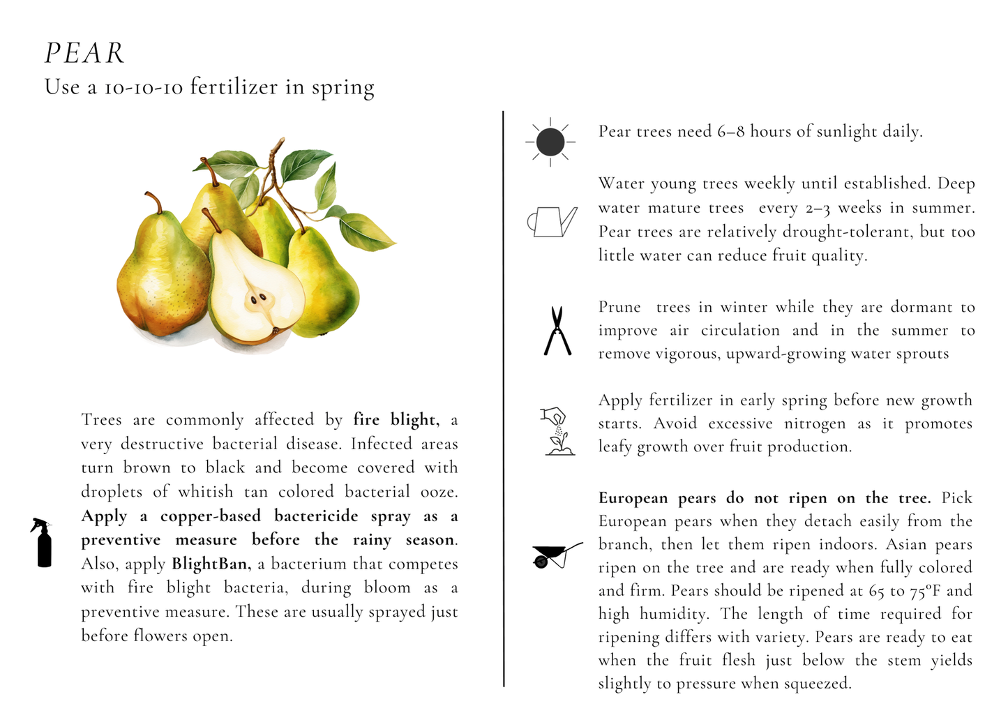 Caring For Your Fruit Trees By Rosa Singh