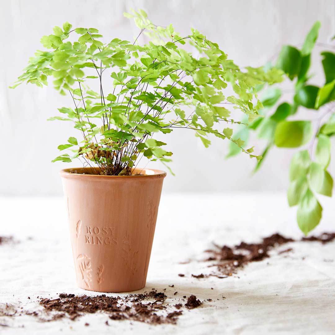 Rosy Rings, Tomato Vine Garden Pot Candle + Plantable Seed Dust Cover