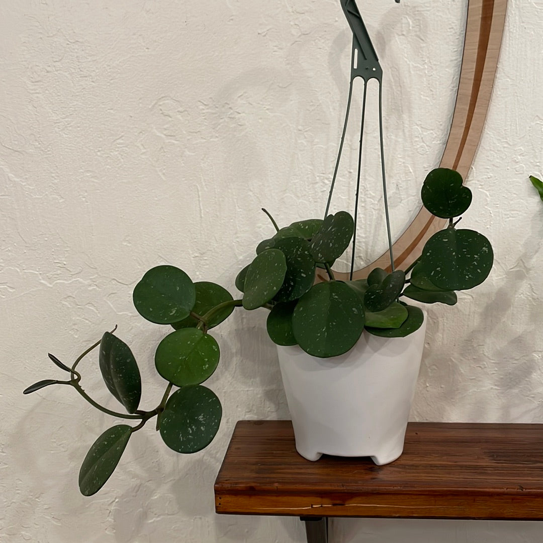 Hoya Obovata