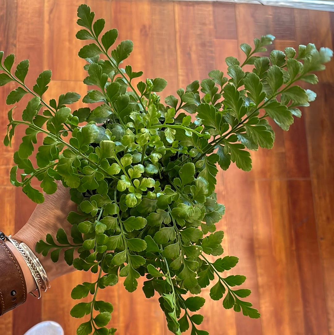 Fern Austral Gem