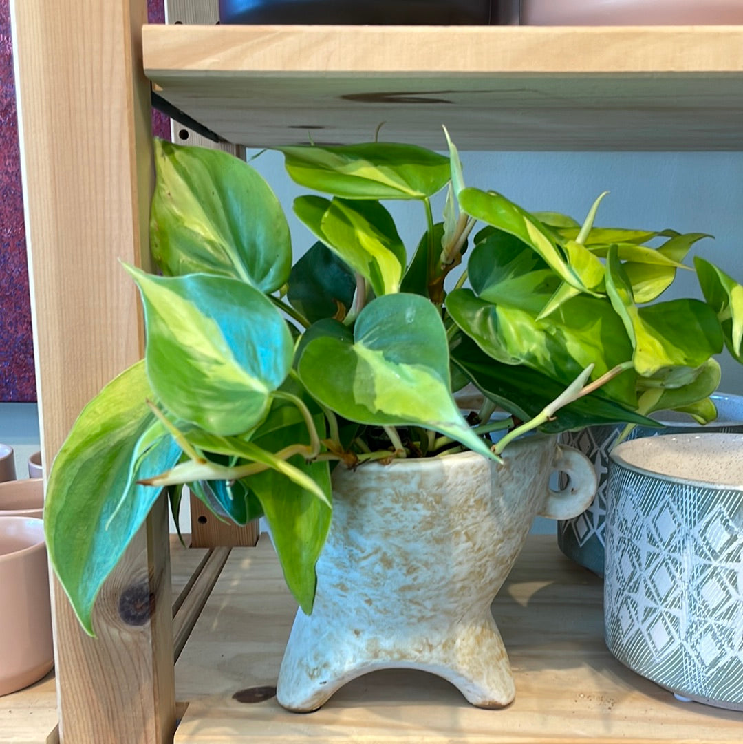 Philodendron Brasil