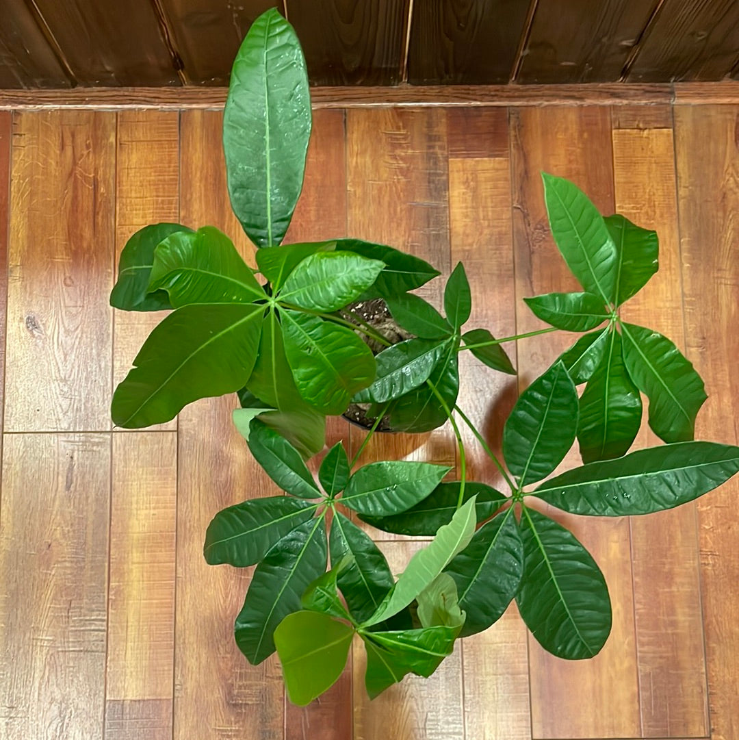 Pachira Stump (Money Tree)