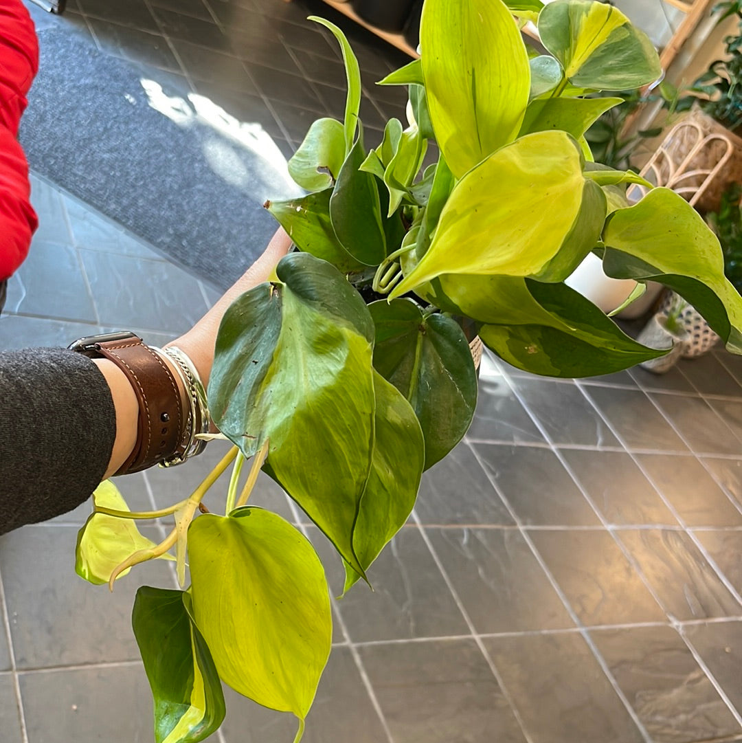 Philodendron Brasil