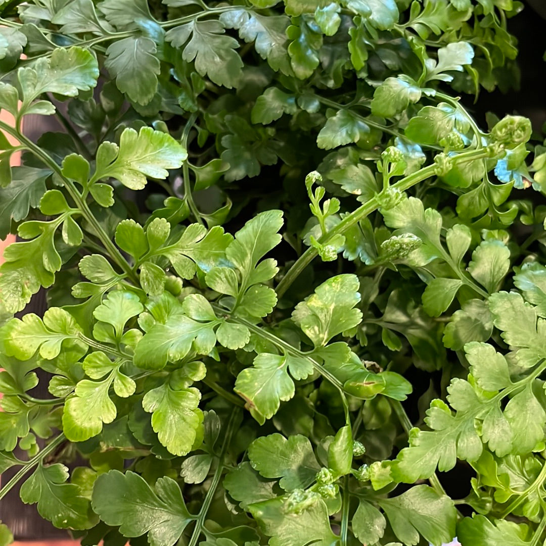 Fern Austral Gem