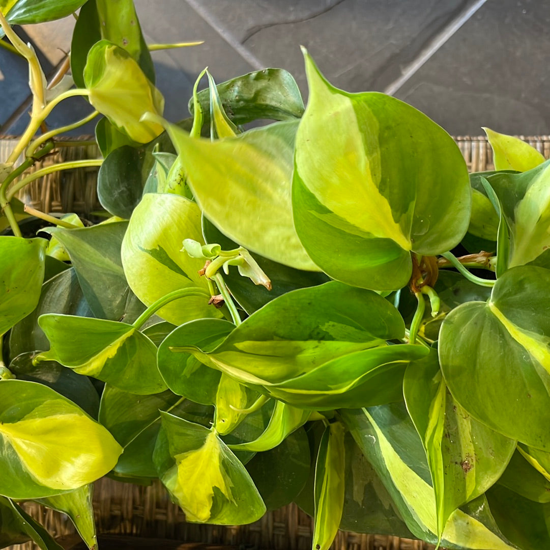 Philodendron Brasil