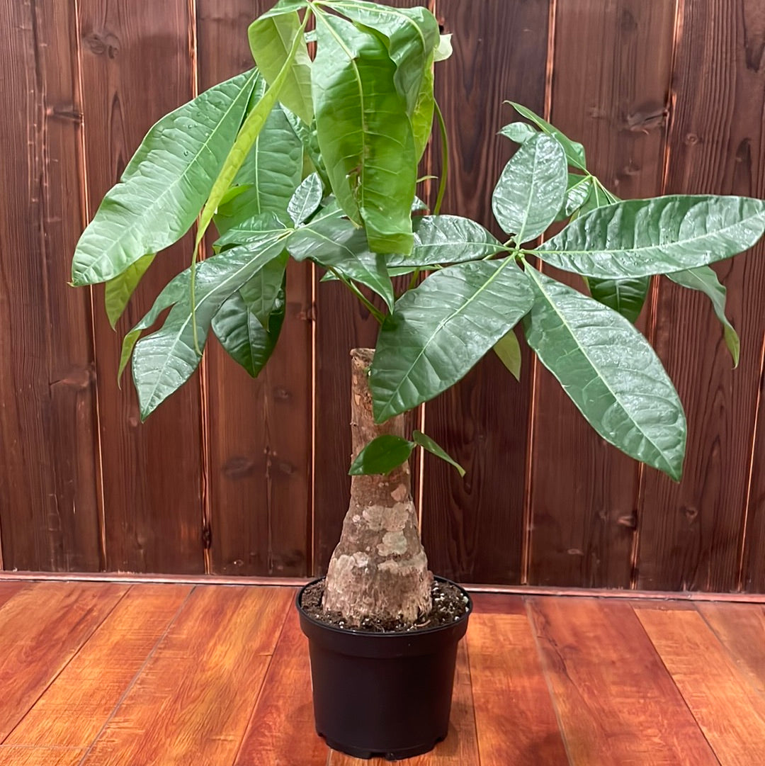 money tree stump Pachira Stump (Money Tree)